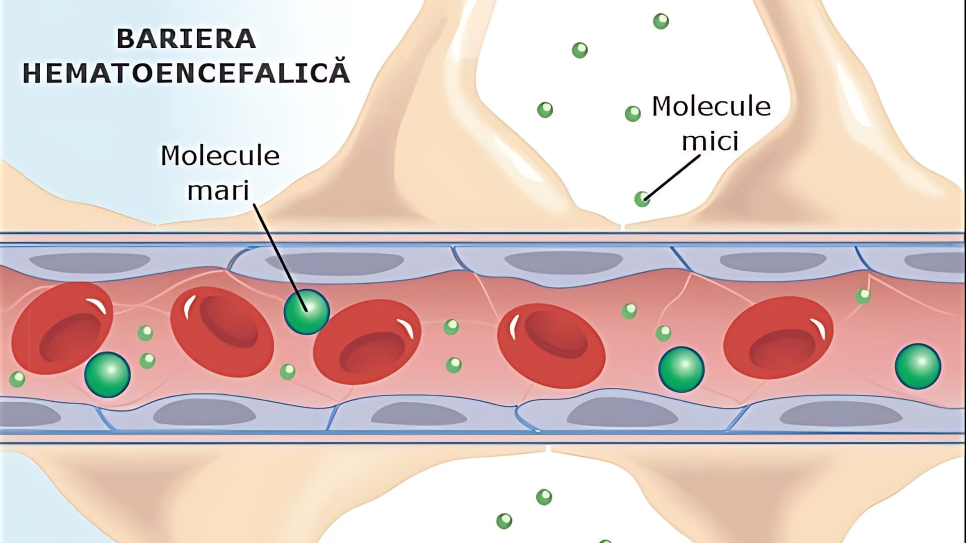 Bariera hematoencefalică și lipsa de relevanță pentru diagnosticul psihatric